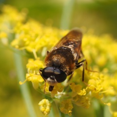 Stratiomys longicornis