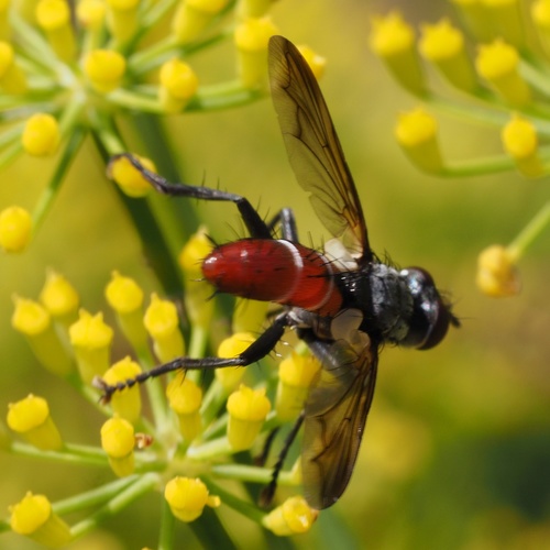 Zweifarbige Raupenfliege