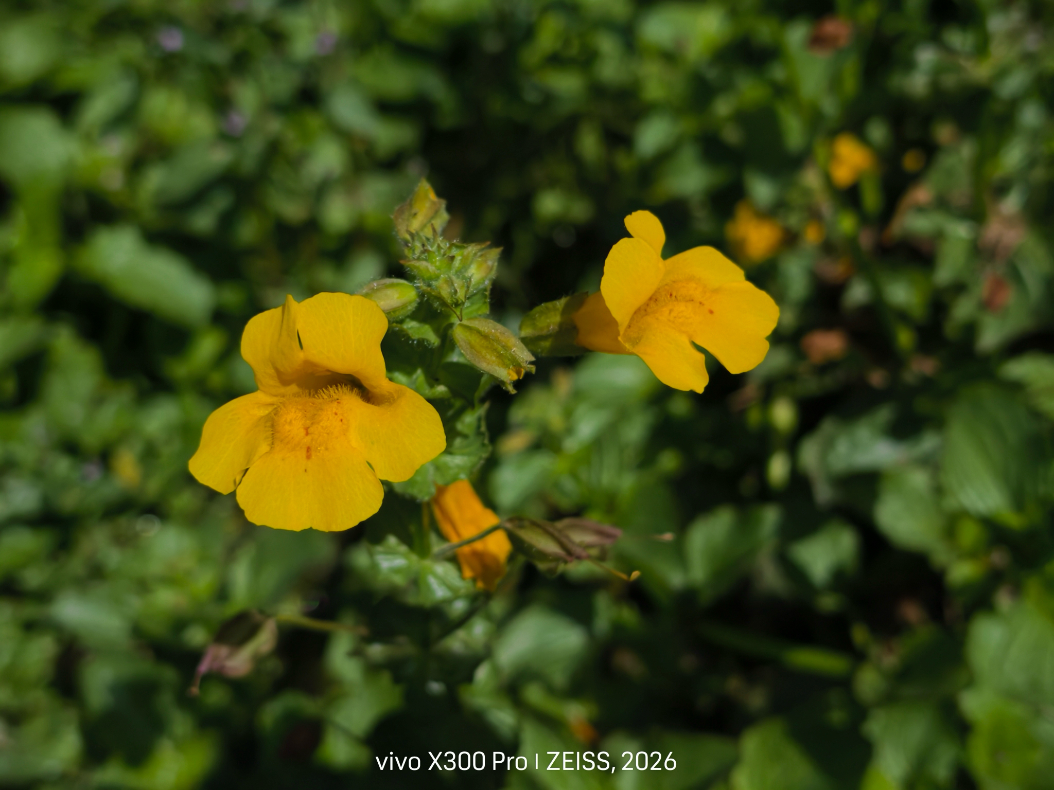 Common monkeyflower