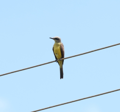 White-throated Kingbird