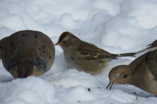 White-crowned Sparrow (Zonotrichia leucophrys), photo 8