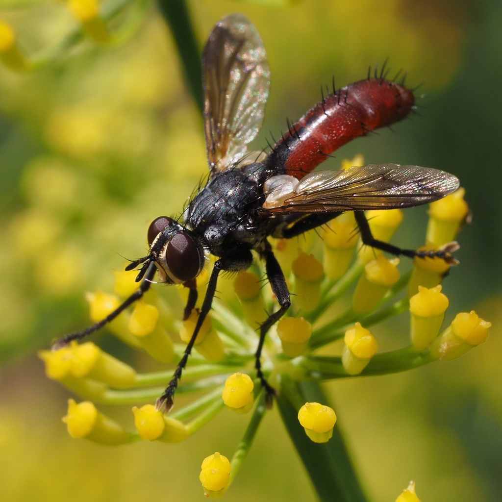 Zweifarbige Raupenfliege