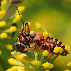 Rhynocoris erythropus