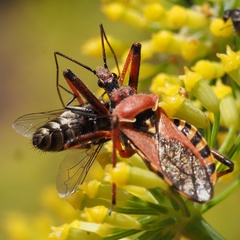 Rhynocoris erythropus