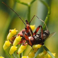 Rhynocoris erythropus