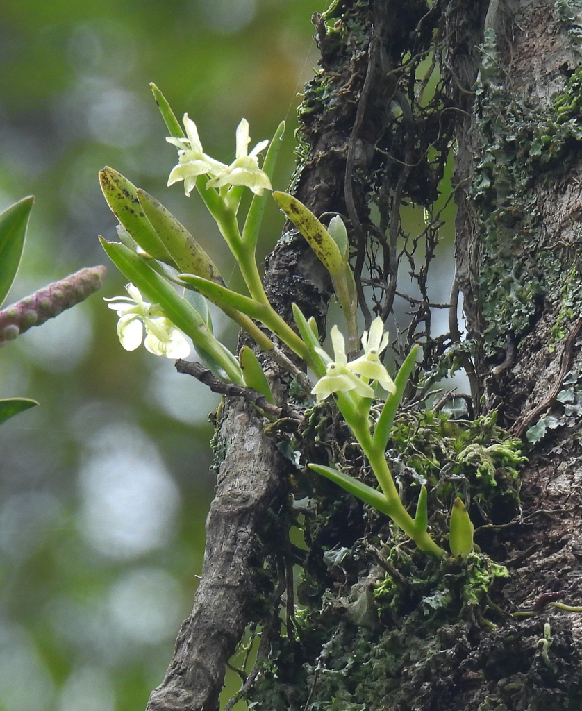 Epidendrum scharfii