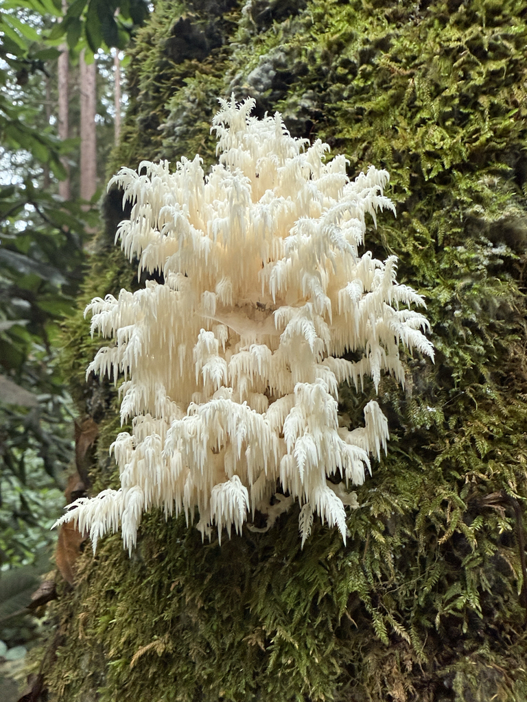 Hericium coralloides · November 2025 · photo: © thesteve0 (iNaturalist, cc0)
