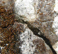 Megabunus diadema