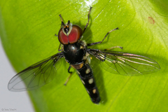 Ocyptamus gastrostactus