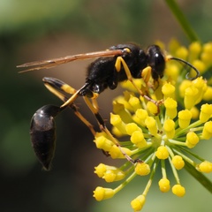 Sceliphron destillatorium