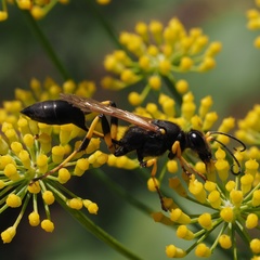 Sceliphron destillatorium