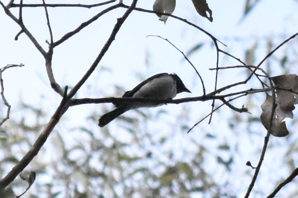 Satin Flycatcher (Myiagra cyanoleuca), photo 2