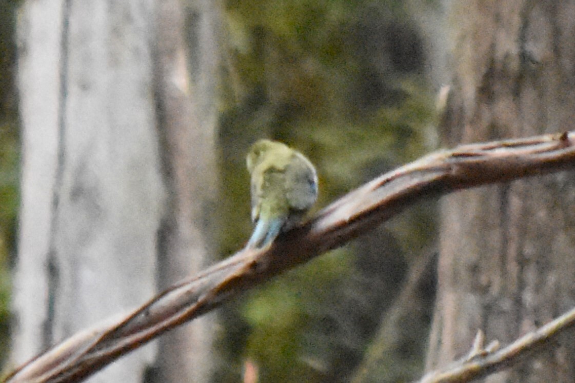 Blue-winged Parrot (Neophema chrysostoma), photo 1