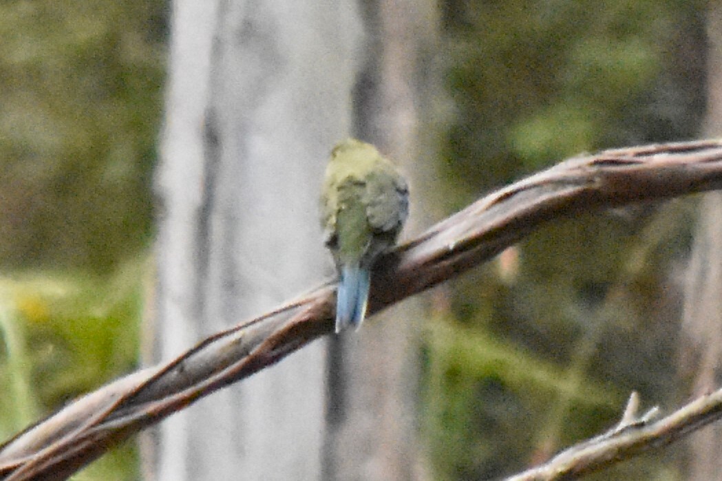 Blue-winged Parrot (Neophema chrysostoma), photo 2
