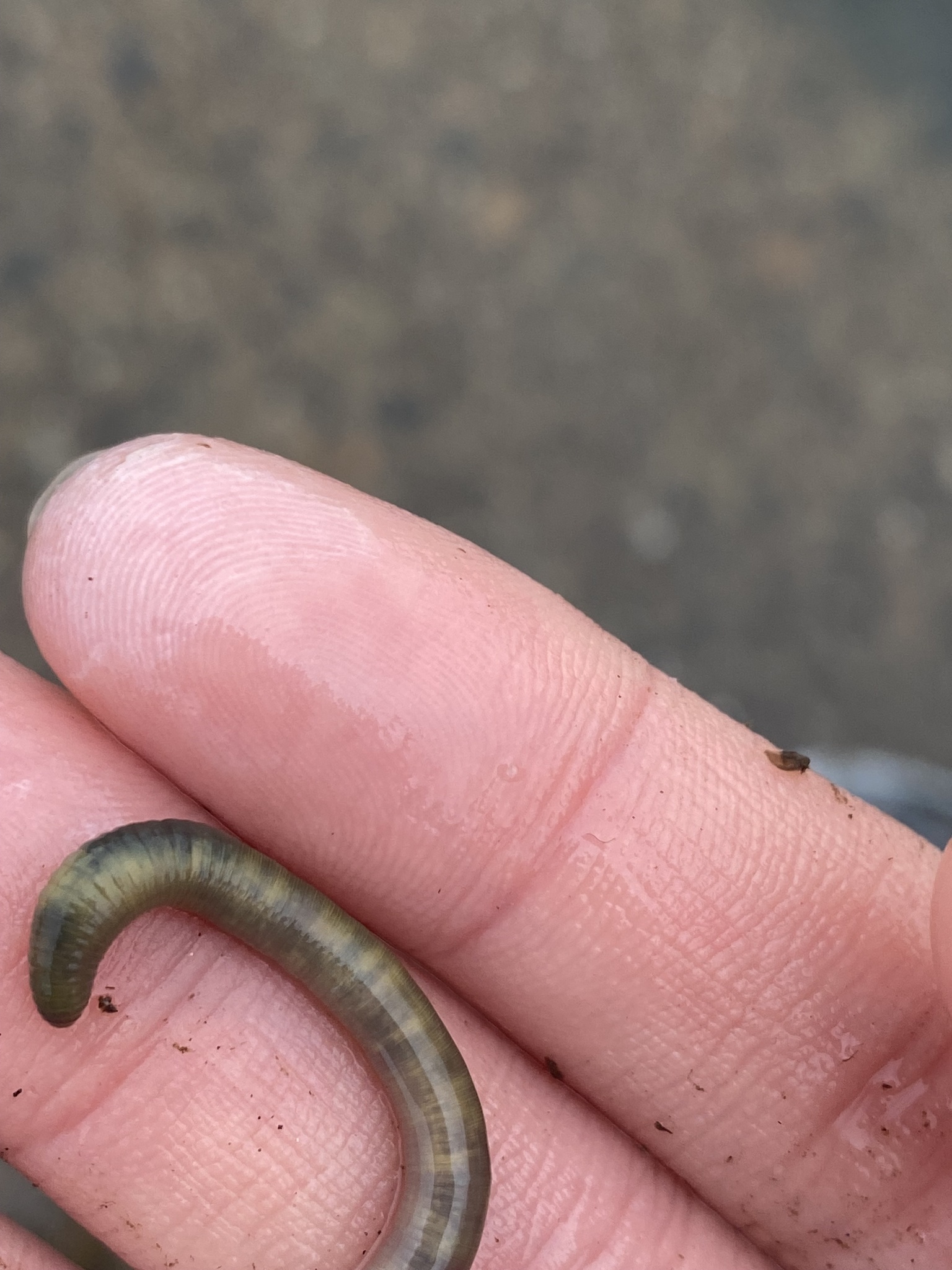 Allolobophora chlorotica (Savigny, 1826)