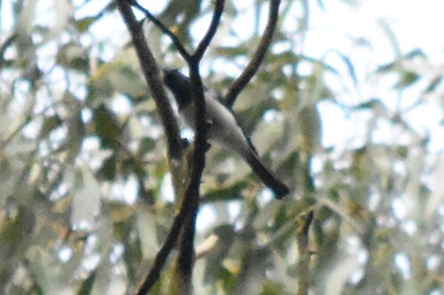 Satin Flycatcher (Myiagra cyanoleuca)