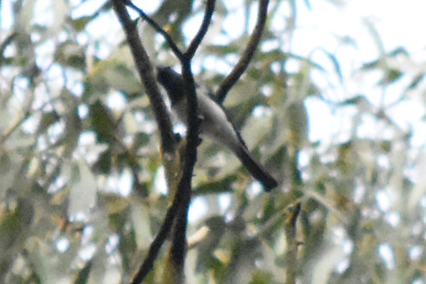 Satin Flycatcher (Myiagra cyanoleuca), photo 1