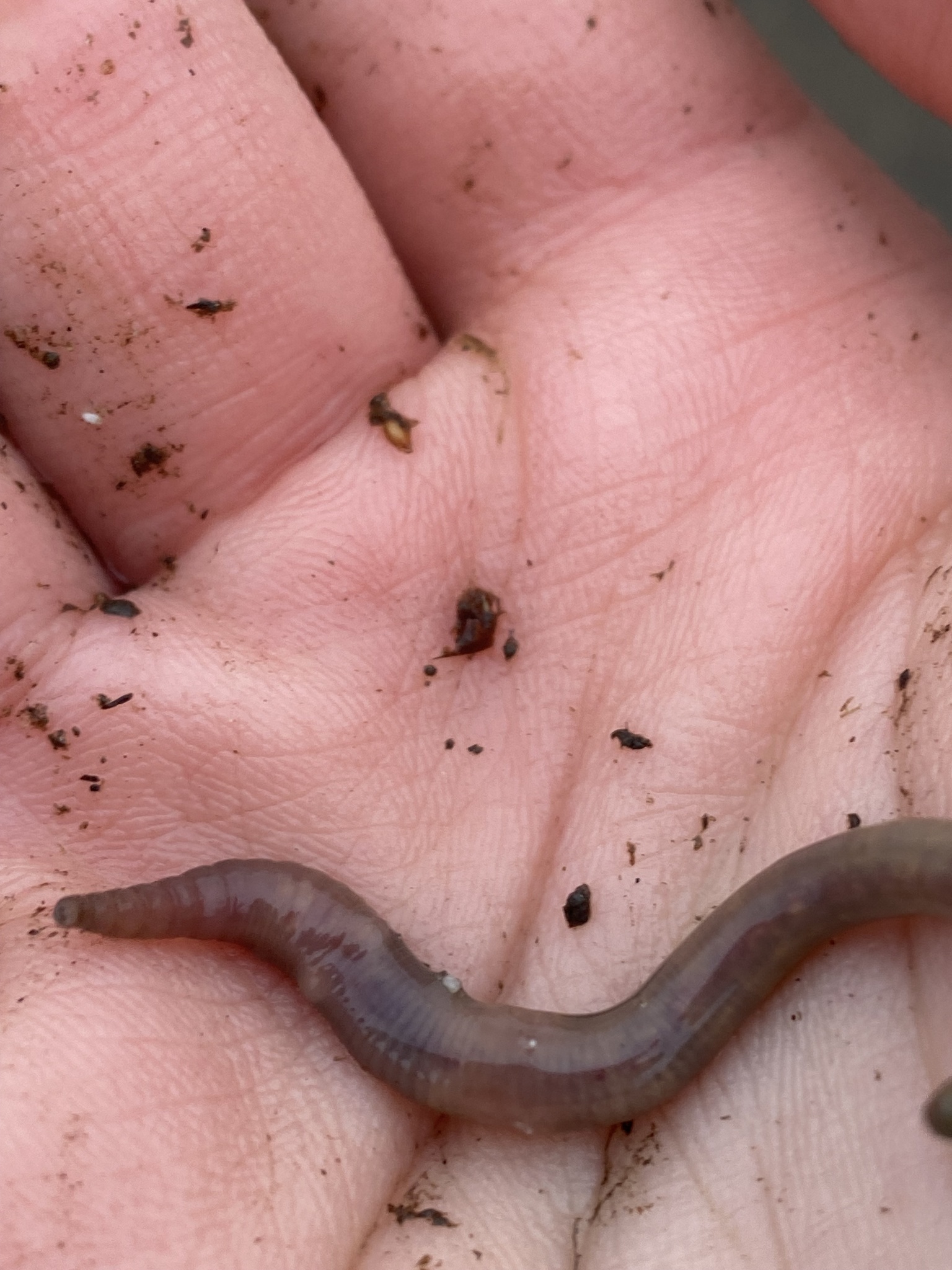 Allolobophora chlorotica (Savigny, 1826)