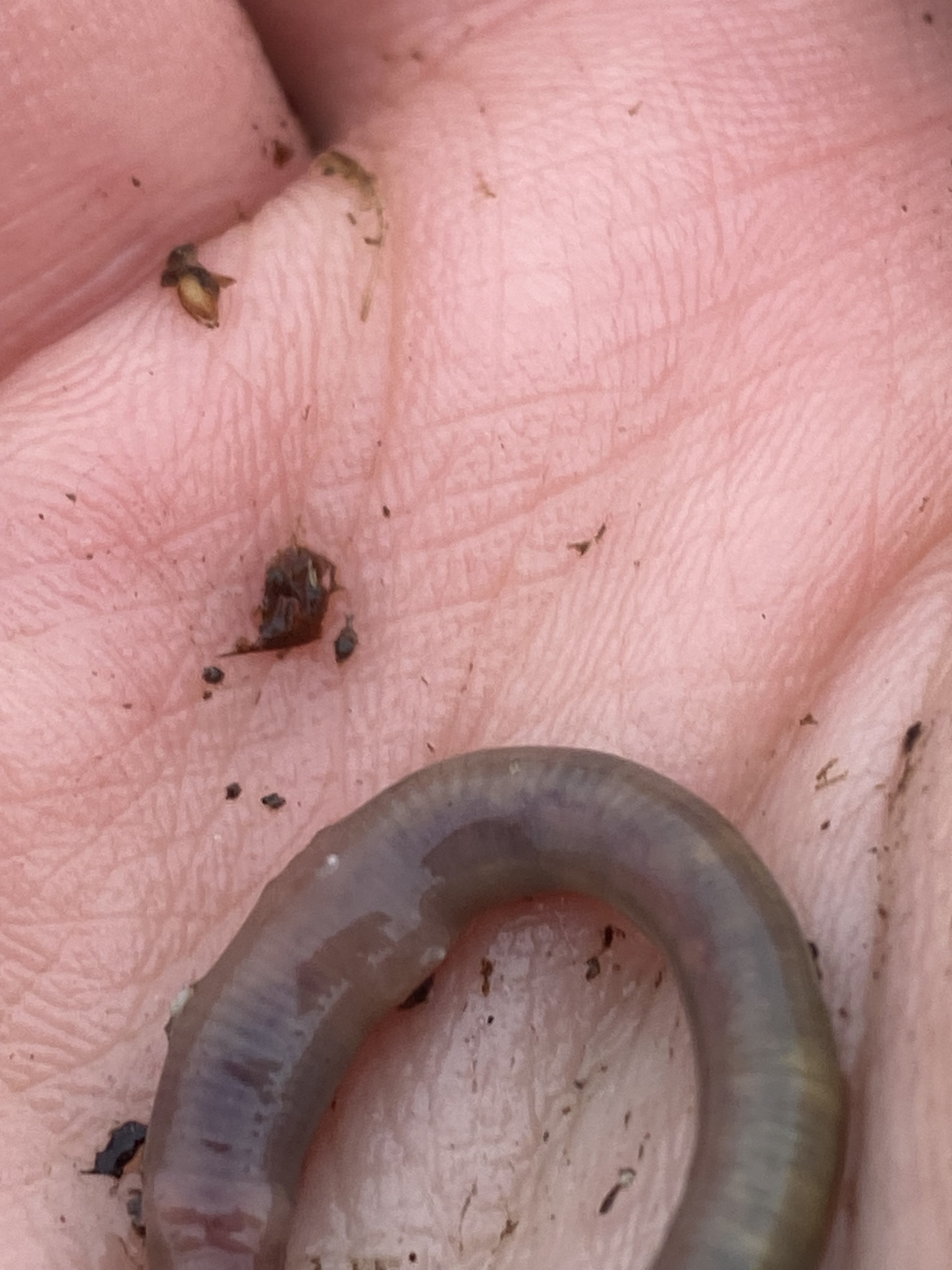 Allolobophora chlorotica (Savigny, 1826)