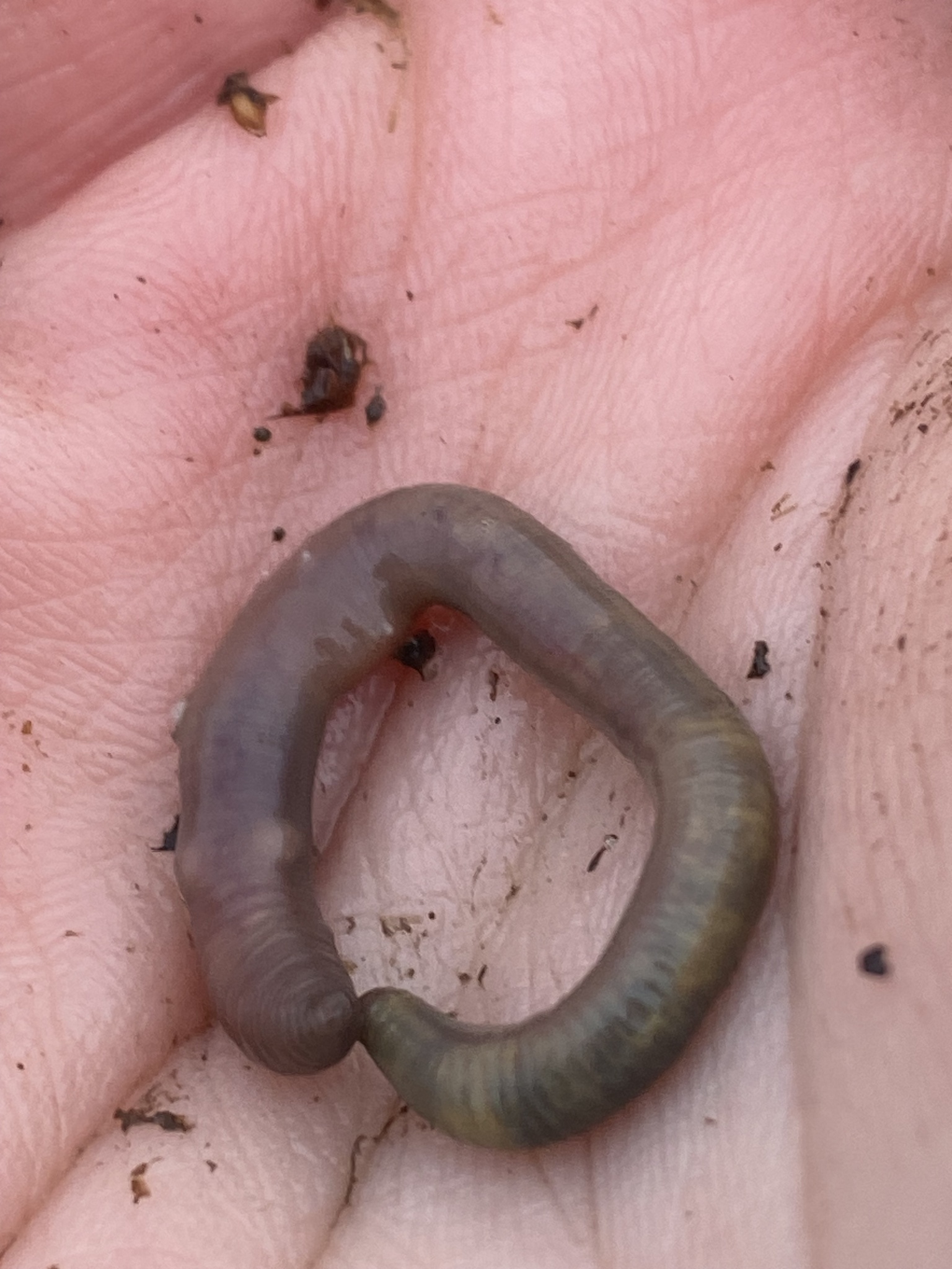 Allolobophora chlorotica (Savigny, 1826)