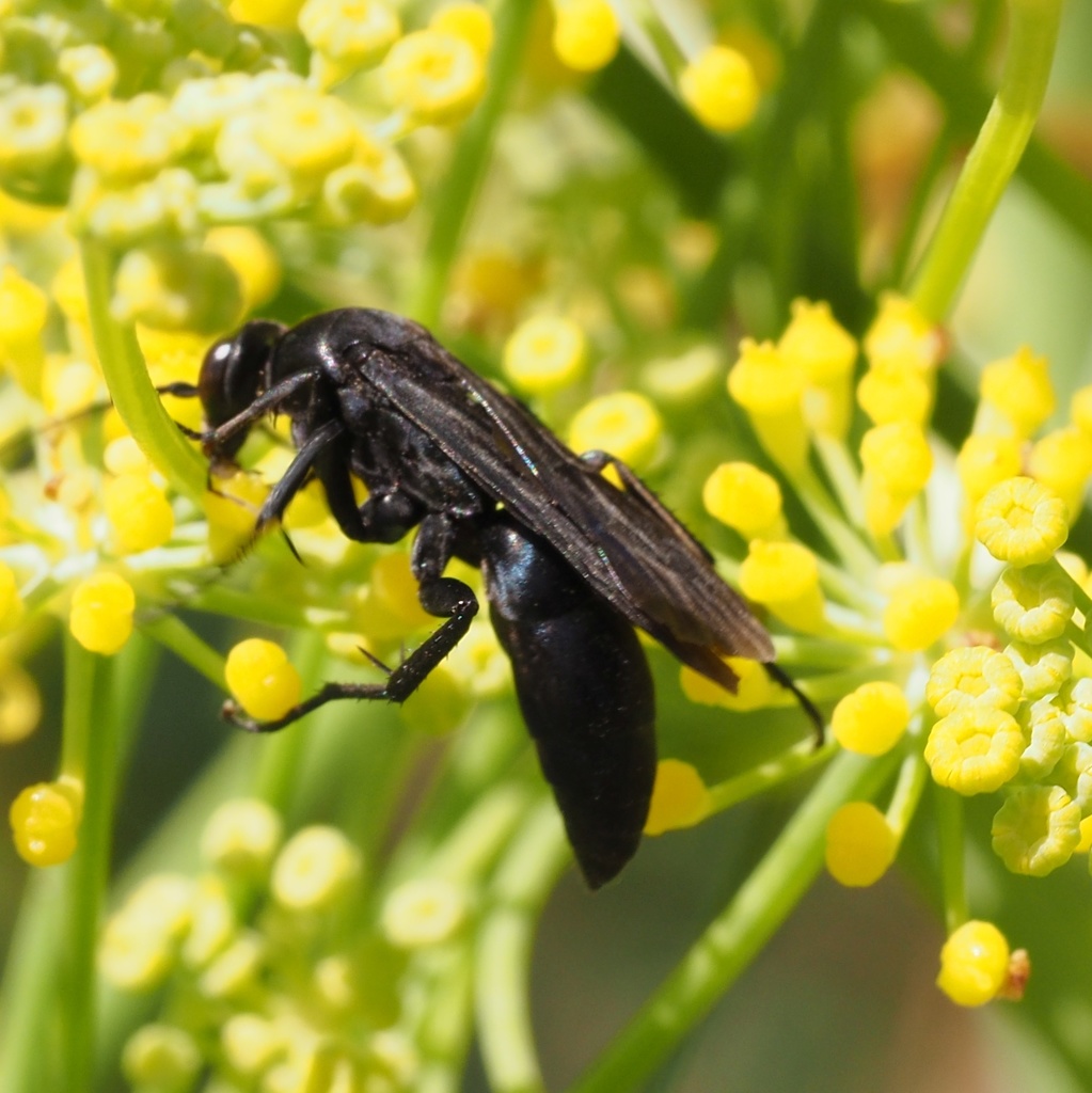 Ferreola diffinis
