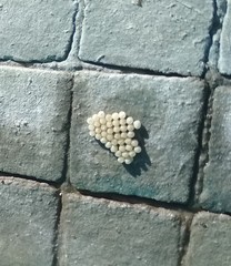 Insecta