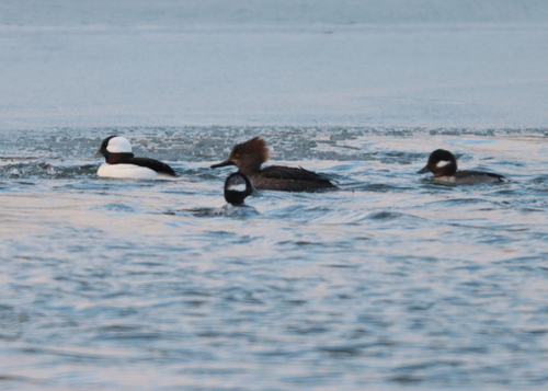 Bufflehead photographed in Massachusetts