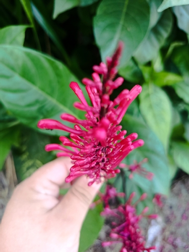 Odontonema callistachyum, photograph 5