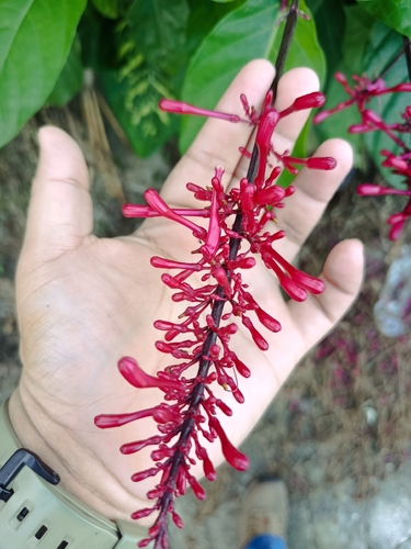 Odontonema callistachyum, photograph 6