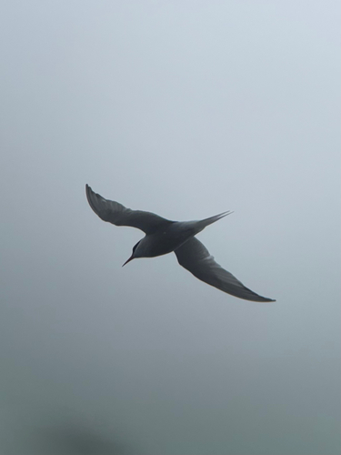 Antarctic Tern (Sterna vittata), photo 7