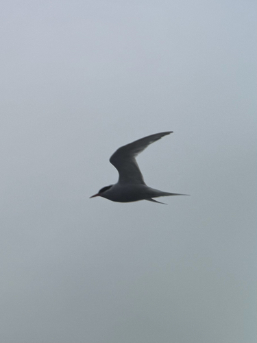 Antarctic Tern (Sterna vittata), photo 6