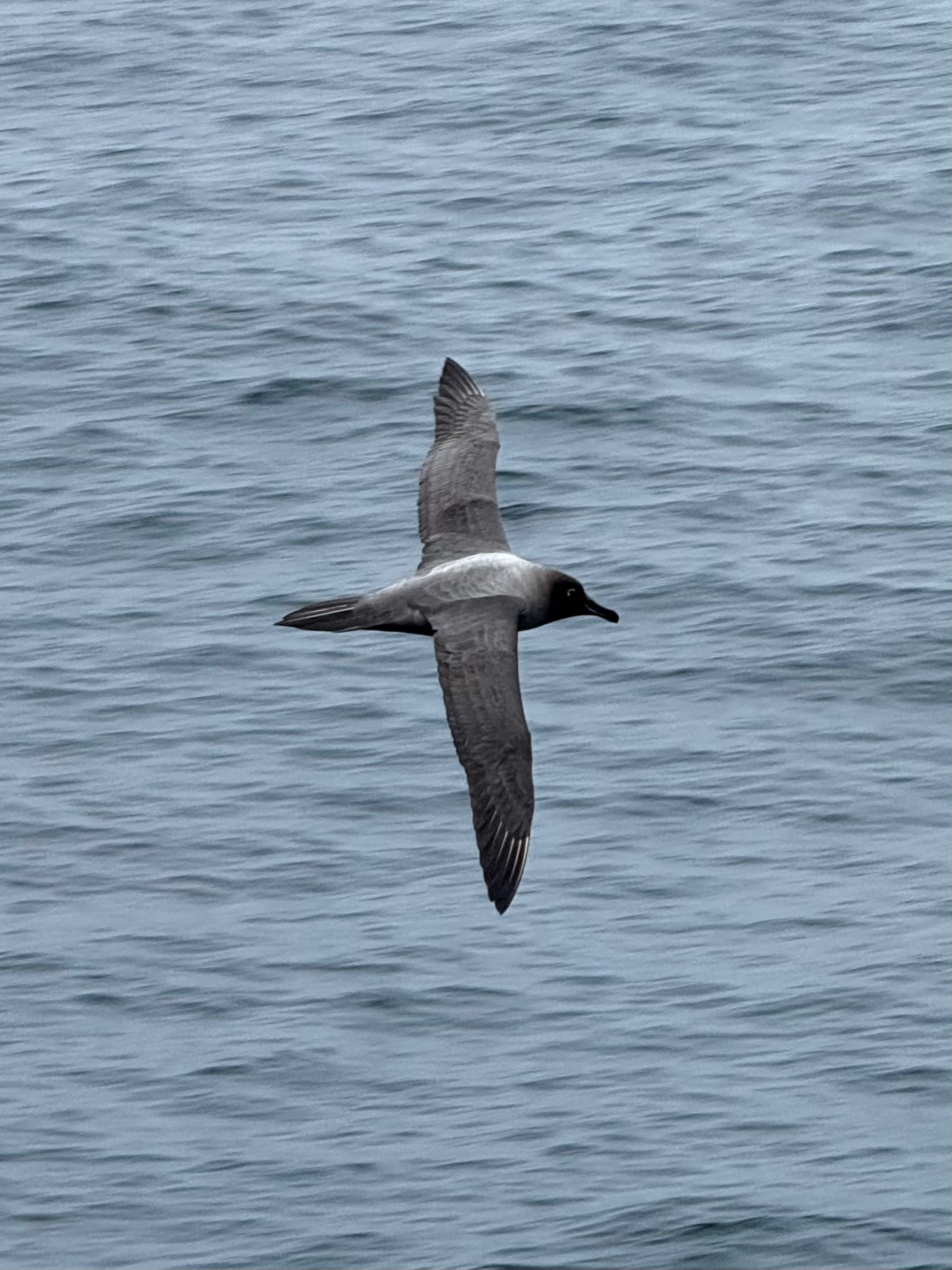 Light-mantled Albatross (Phoebetria palpebrata), photo 1