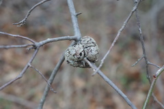 Callirhytis quercuscornigera