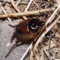 Pachypus candidae
