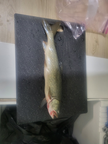 Char (Salvelinus namaycush) — Salmonidae
