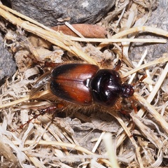 Pachypus candidae