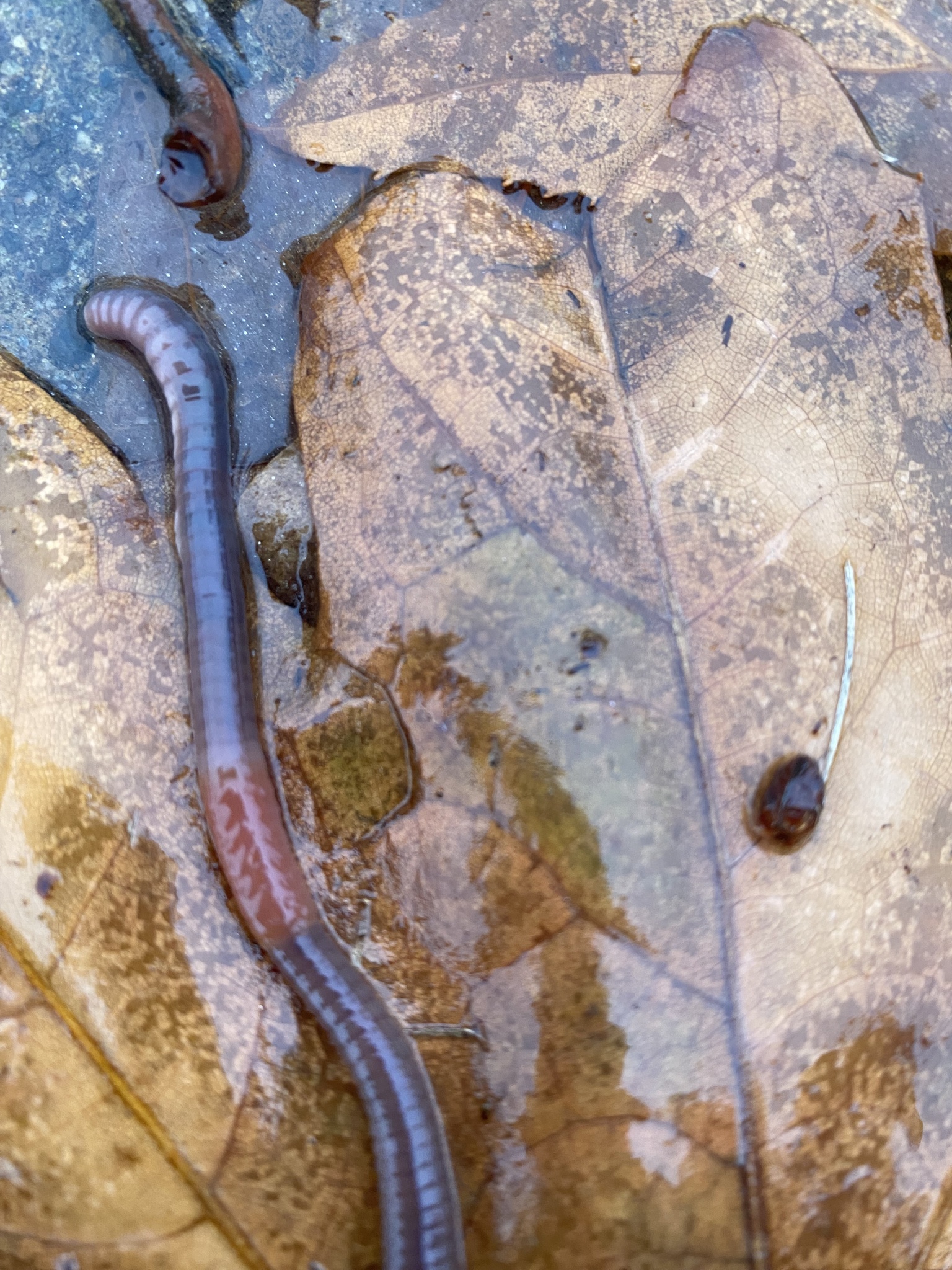 Aporrectodea caliginosa trapezoides (Dugés, 1828)