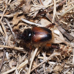 Pachypus candidae