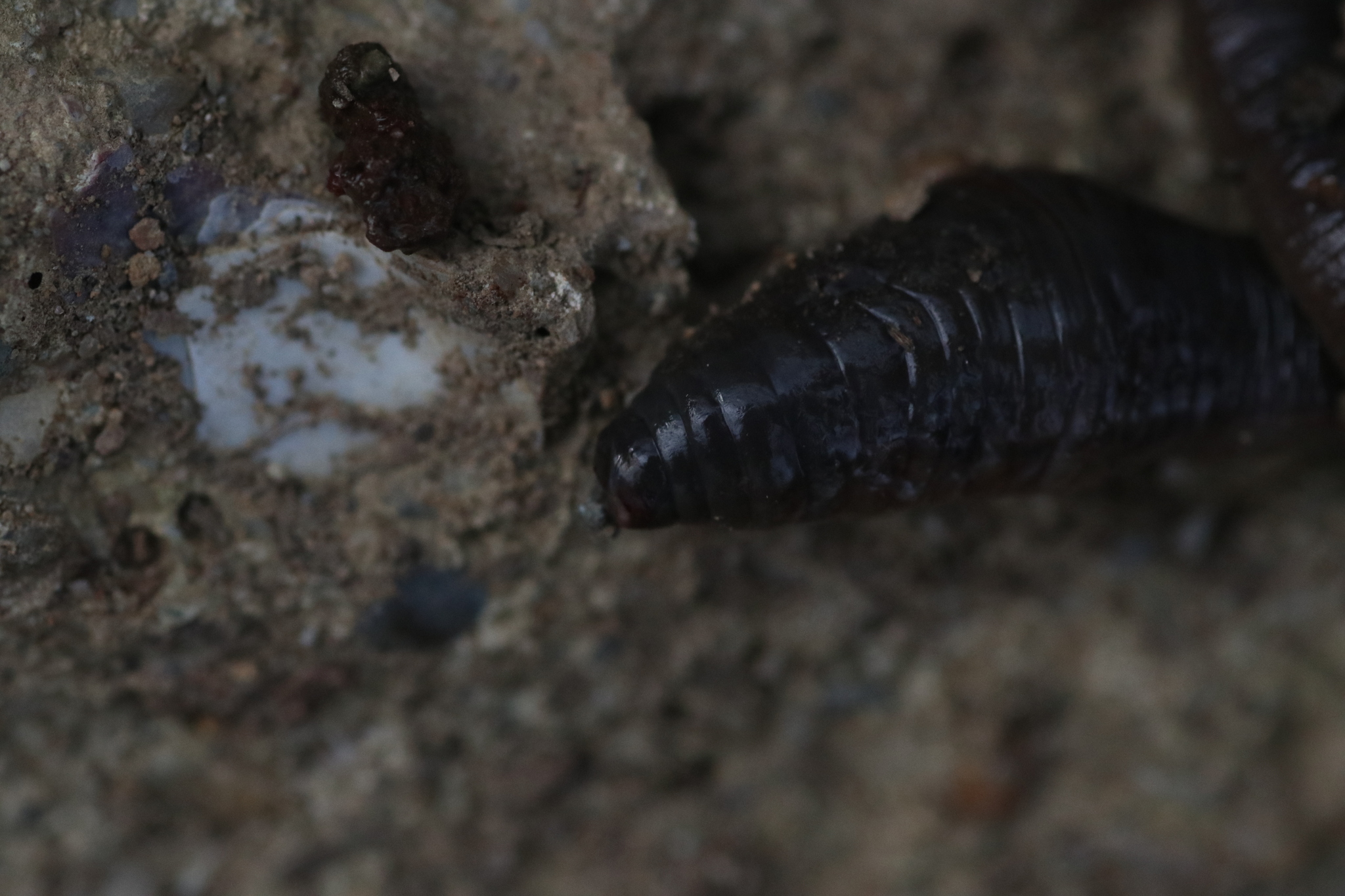Octodrilus complanatus (Dugés, 1828)