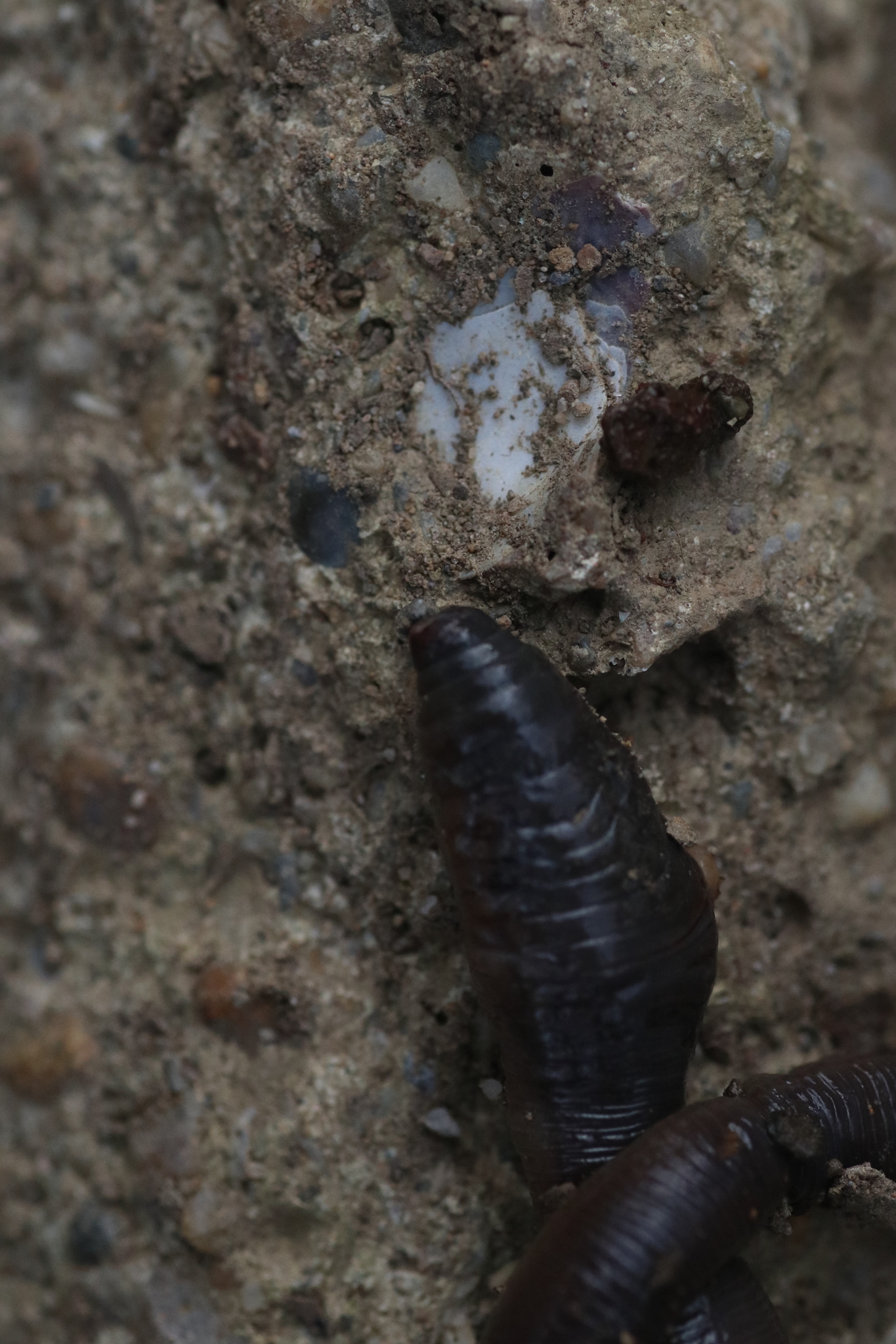 Octodrilus complanatus (Dugés, 1828)