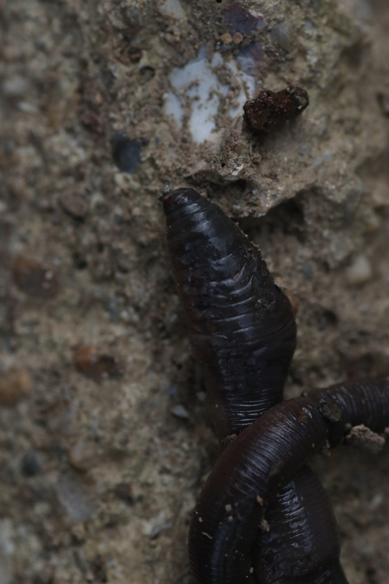 Octodrilus complanatus (Dugés, 1828)