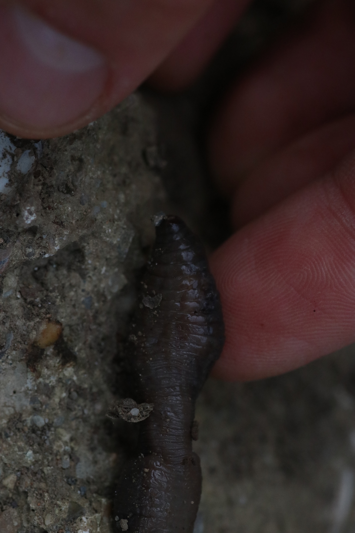 Octodrilus complanatus (Dugés, 1828)