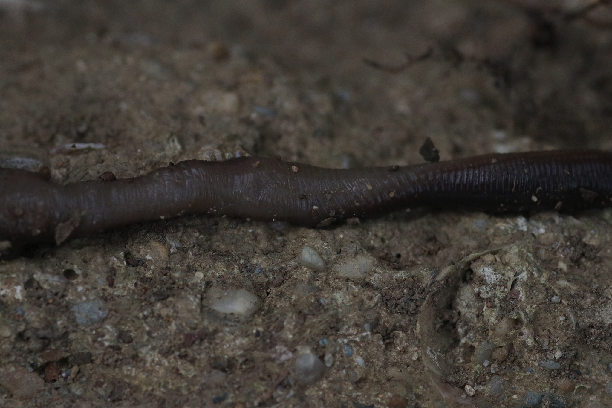 Octodrilus complanatus (Dugés, 1828)