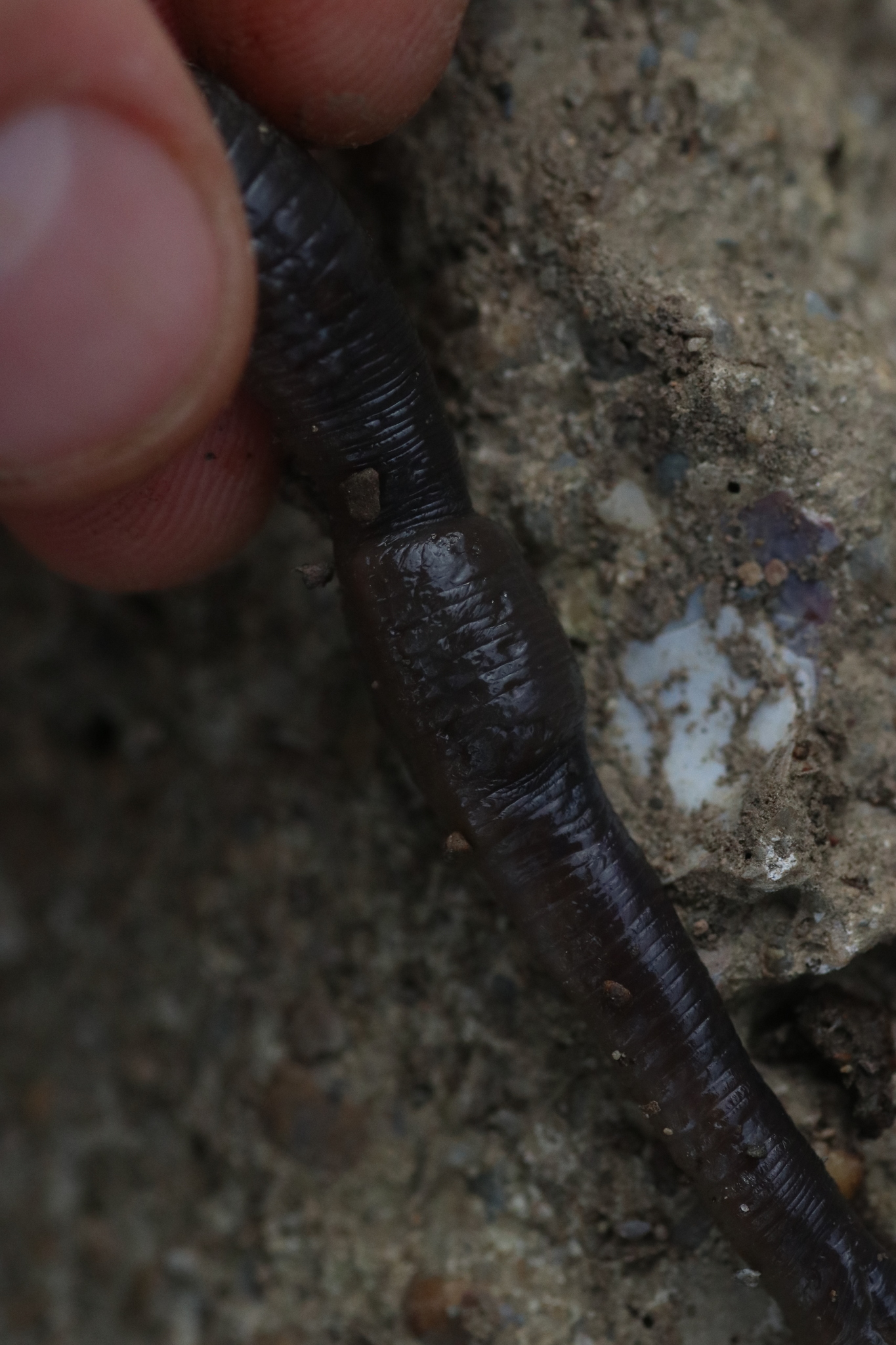 Octodrilus complanatus (Dugés, 1828)