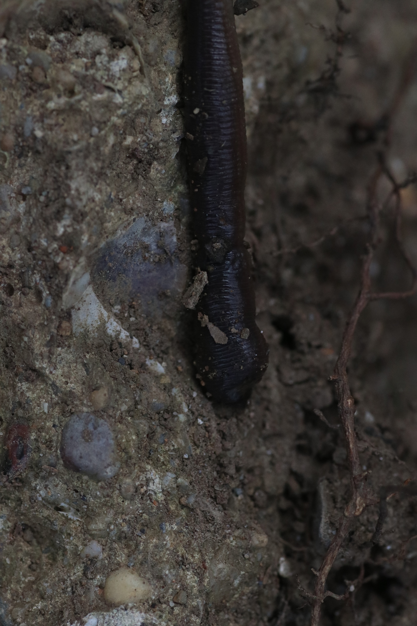 Octodrilus complanatus (Dugés, 1828)