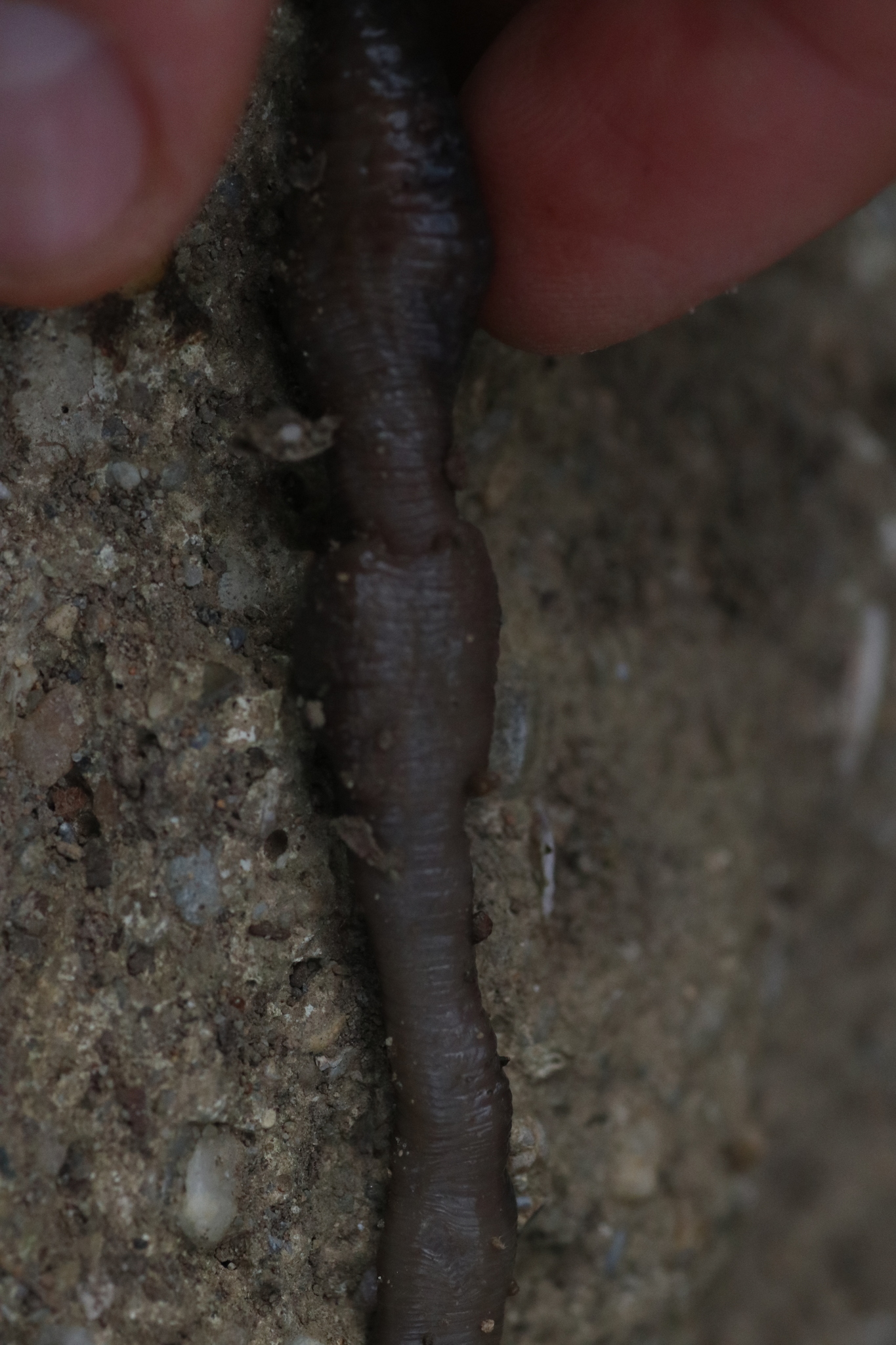 Octodrilus complanatus (Dugés, 1828)