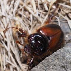 Pachypus candidae