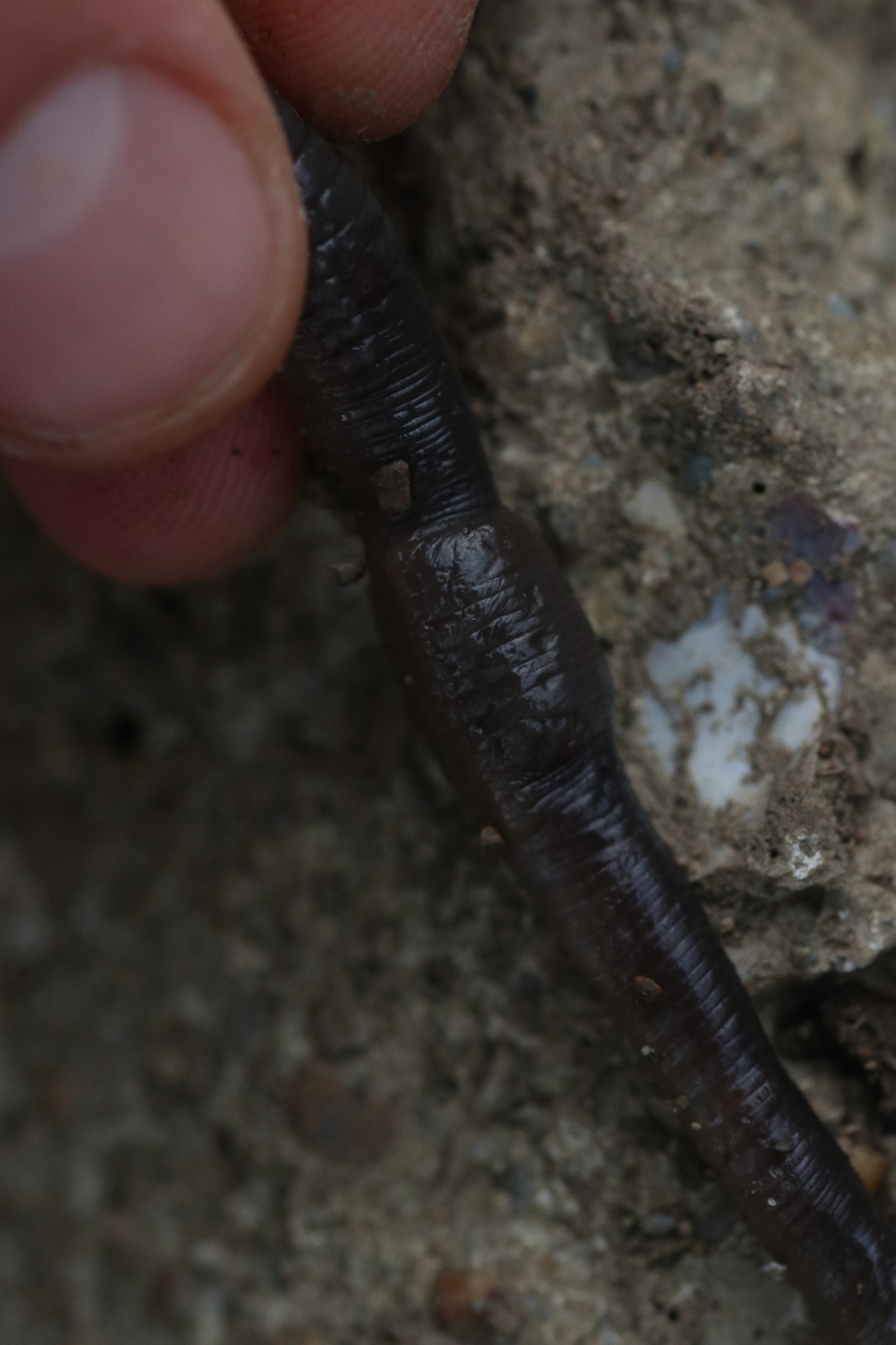 Octodrilus complanatus (Dugés, 1828)