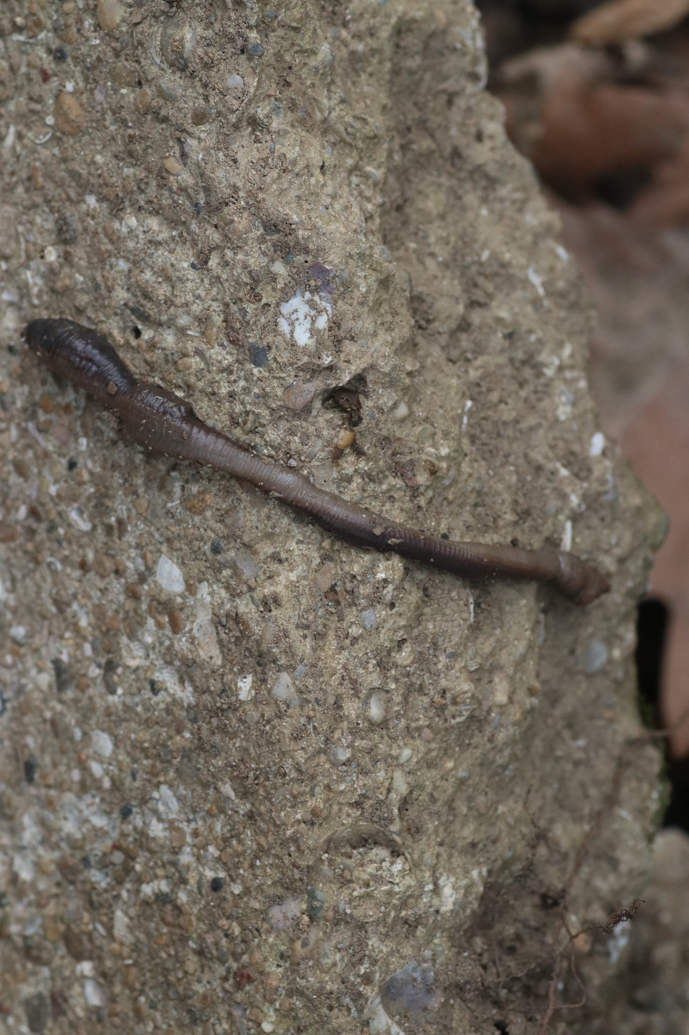 Octodrilus complanatus (Dugés, 1828)