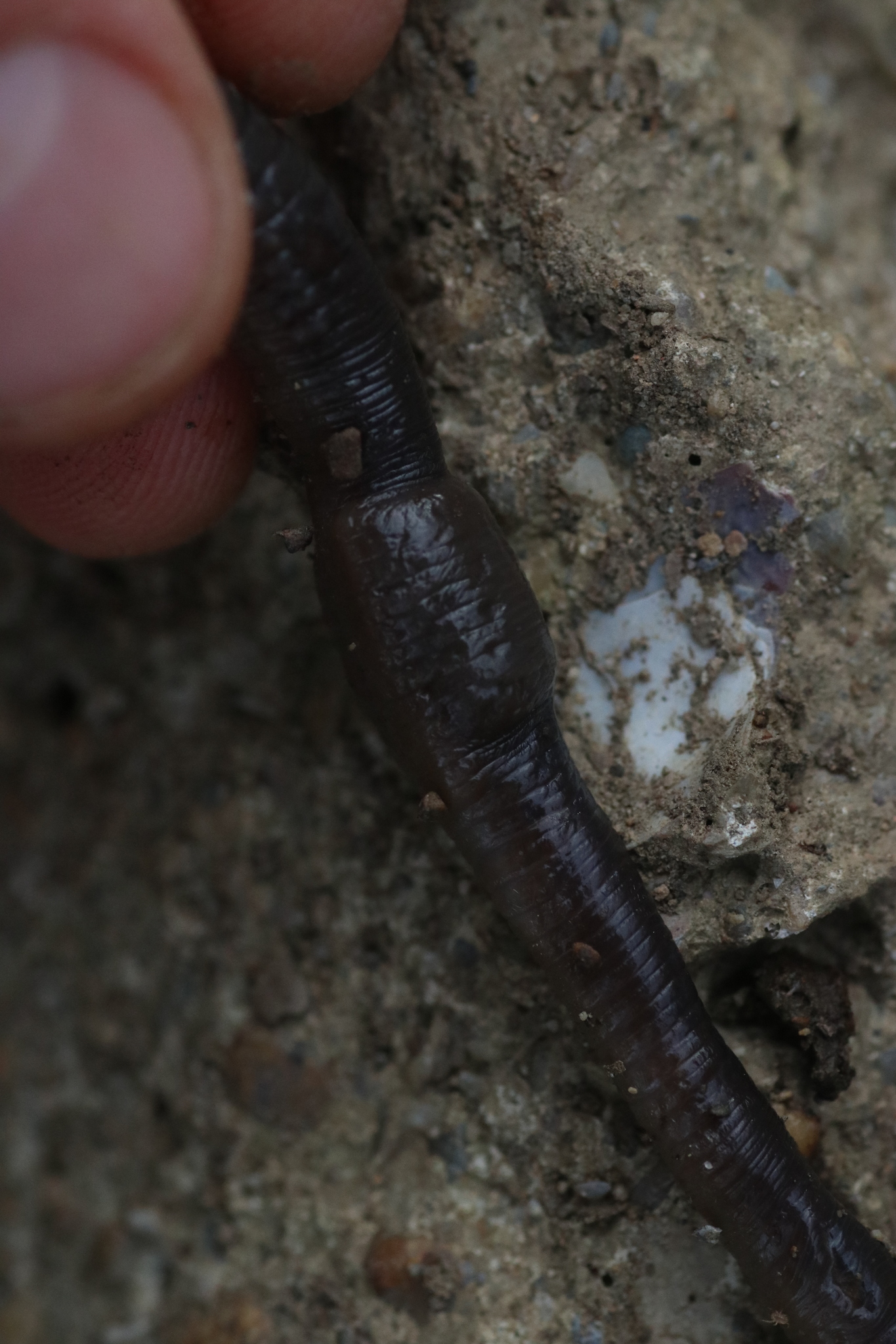 Octodrilus complanatus (Dugés, 1828)